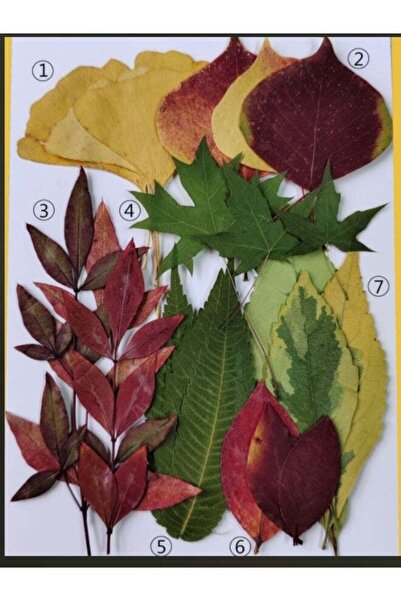 Generic Dried Pressed Leaves Real Natural Dried Leaves Plant Kit Assorted Dri...