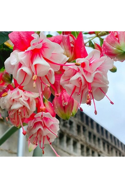 Bloom & Sow Seed Double Petals Fuchsia Seeds, Perennial Hanging Flower Seeds ...