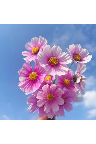 Bloom & Sow Seed بذور زهرة الكوزموس المتدرجة باللونين الوردي والأرجواني، بذور...
