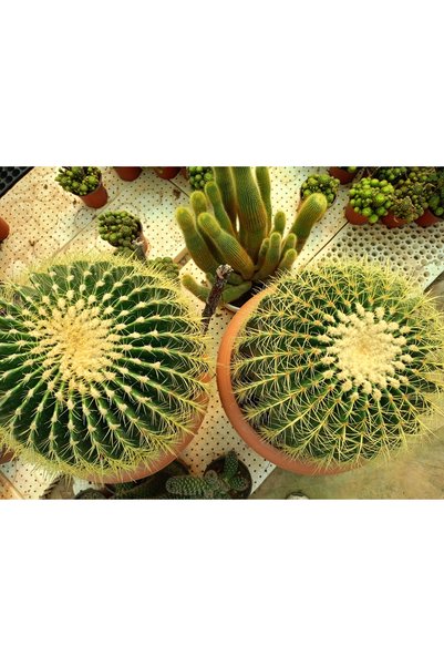 35-40 cm Çap Altın Fıçı Kaktüsü -Ekino kaktüs- echinocactus grusonii