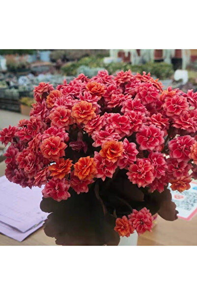 Bloom & Sow Seed بذور نبات الكالانشوي الأحمر البرتقالي المزدوج، بذور زهور عصا...