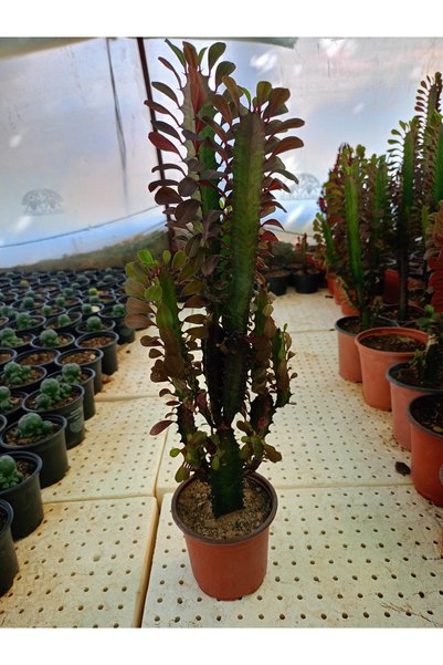 40-65 cm Afrika Süt Ağacı-Euphorbia trigona 'Rubra'
