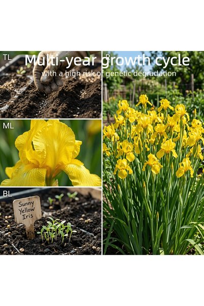 Bloom & Sow Seed بذور زهرة السوسن الصفراء الساطعة، بذور زهرة السوسن متعددة ال...