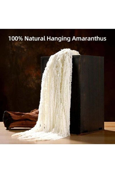 Generic 5 Pcs Dried Amaranthus Hanging Flowers, Natural Preserved, White, 24 ...
