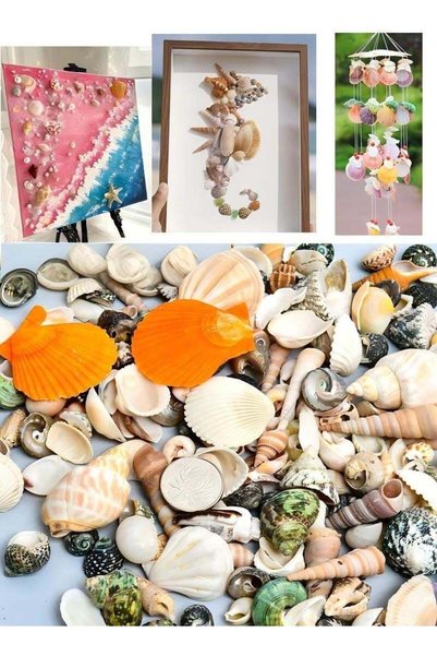 Generic Varied Sized Natural Seashells Multicolour 50 Pieces