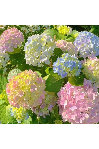 Bloom & Sow Seed بذور هيدرانجيا كبيرة الأوراق متعددة الألوان، بذور نباتات متع...
