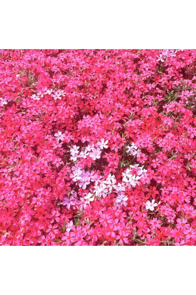 Bloom & Sow Seed بذور زهرة الفلكس المتسلقة الحمراء والوردية المختلطة 100 حبة،...