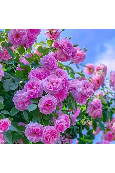 Bloom & Sow Seed Pink Climbing Rose Seeds 100pcs, Perennial Vine Flower Seeds...