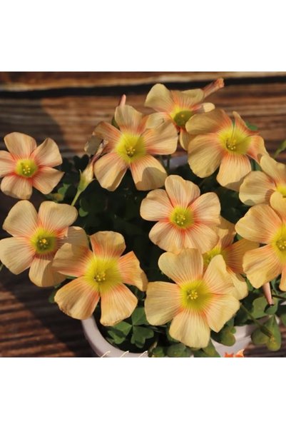 Bloom & Sow Seed بذور زهرة الأوكساليس ذات العروق الشعاعية البرتقالية على خلفي...