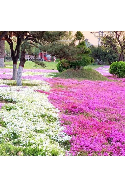 Bloom & Sow Seed بذور زهرة الفلكس المتسلقة متعددة الألوان، بذور زهور متعددة ا...