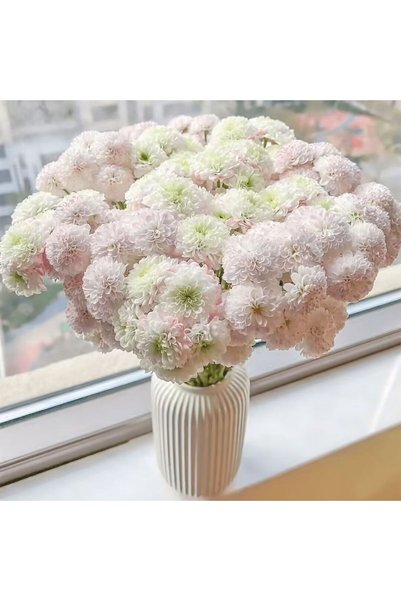 Bloom & Sow Seed بذور زهرة الحوذان الآسيوية ذات الحواف البيضاء الوردية الفاتح...