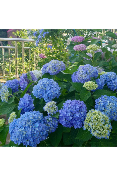 Bloom & Sow Seed بذور هيدرانجيا كبيرة مستديرة باللون الأزرق الملكي، بذور نبات...