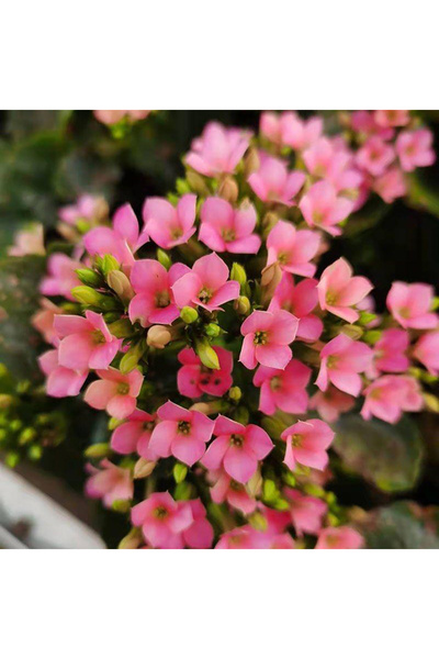 Bloom & Sow Seed بذور زهرة الكالانشوي الوردية أحادية البتلة، بذور نباتات عصار...