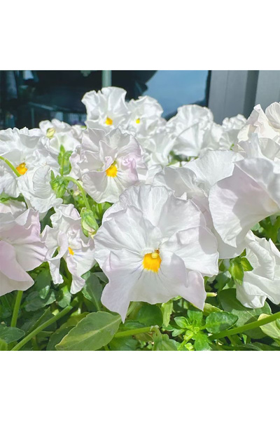 Bloom & Sow Seed بذور زهرة البانسي البيضاء الكبيرة، بذور زهور سنوية للمواسم ا...