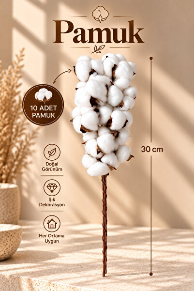 Kuru Çiçek Deposu Doğal Pamuk Dalı 30 cm – 10’lu Dekoratif Pamuk Çiçeği