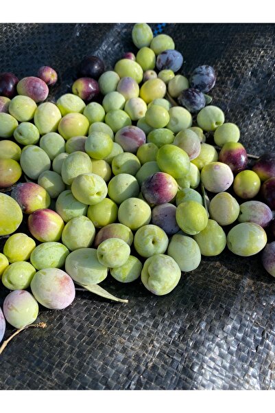 mut incisi zeytin & zeytinyağı MUT İNCİSİ – NET 7 KG AYVALIK (EDREMİT) YEŞİL ...
