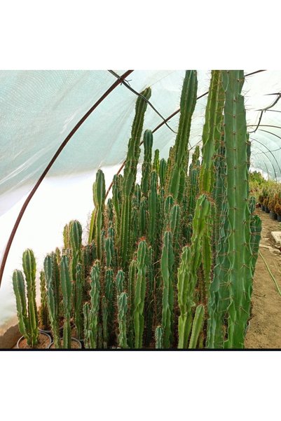 Makro Kaktüs 80-120 cm Arizona Sütun Kaktüs