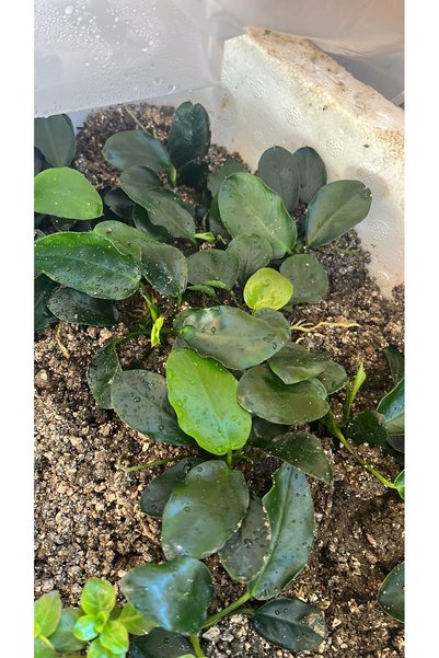 Anubias barteri var nana (dark moon) 1 kök 5-7 yaprak