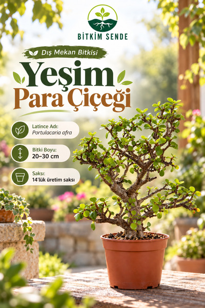 Bitkim Sende Yeşim Para Çiçeği Saksılı 20-30 cm Hediyelik Ofis Bitkisi 1 Adet...