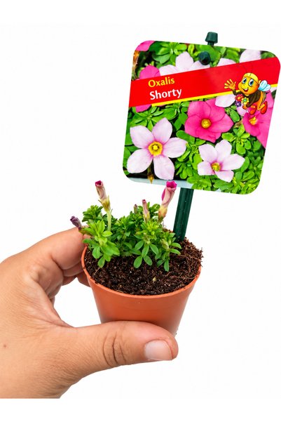 nazlı çiçekçilik Oxalis Shorty Fuşya Çiçekli Tek Soğanlı Fide – Dekoratif İç ...
