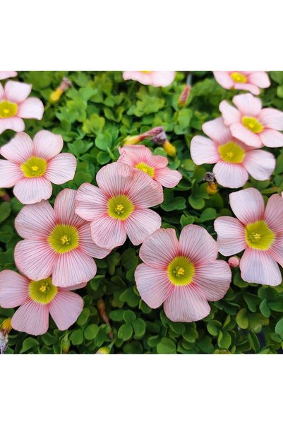 Bloom & Sow Seed بذور أوكساليس وردية فاتحة مخططة، بذور زهور متعددة الأزهار تن...