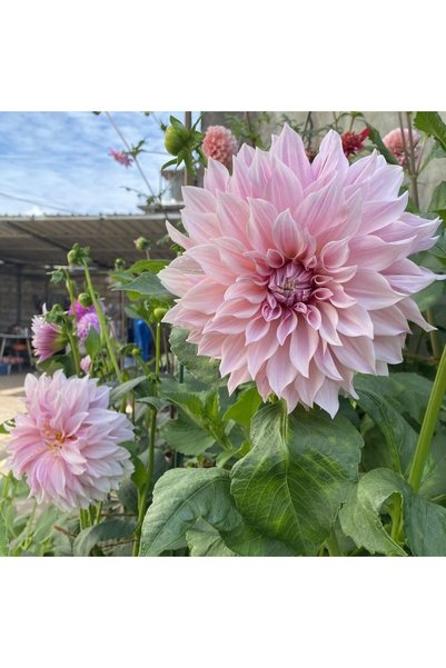 Bloom & Sow Seed بذور داليا وردية فاتحة، بذور داليا عملاقة مزدوجة الزهر للحدا...