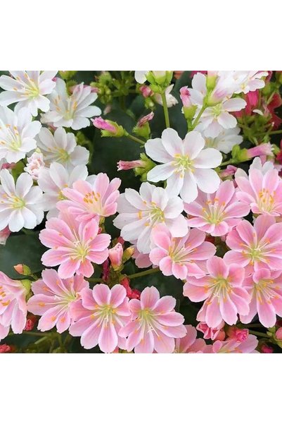 Bloom & Sow Seed 100 قطعة من بذور اللويزيا الوردية والبيضاء، بذور زهور متعددة...