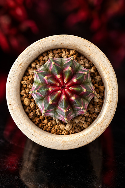 ATLANTE CACTUS Gymnocalycium M. Variegata “NEON” Özel renk, tohumdan