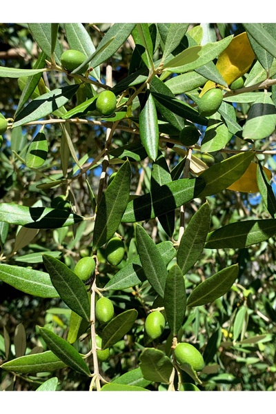 ARI ANAMUR Zeytin Yaprağı Taze 50gr