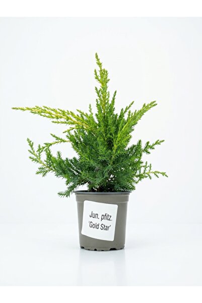 OEM Ienupăr 'Gold Star' (Juniperus x pfitzeriana 'Gold Star') ghiveci de 9 cm