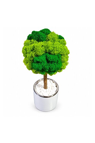 Ellis Garden Copac decorativ cu licență stabilizată, H24-26 cm