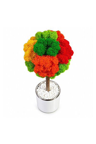 Ellis Garden Copac decorativ cu licență stabilizată, H24-26 cm