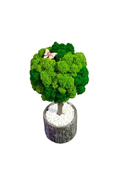 Ellis Garden Copac decorativ cu licență stabilizată, H24-26 cm