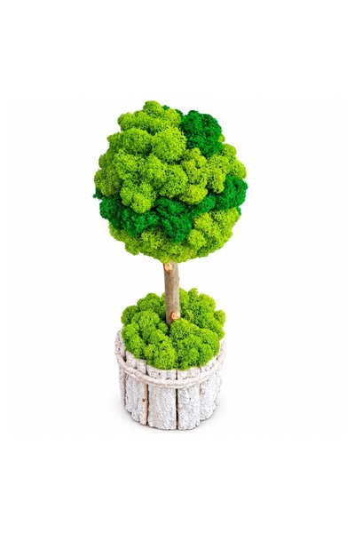 Ellis Garden Arbore decorativ cu licență stabilizată, H38-40 cm