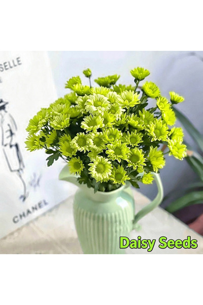 Bloom & Sow Seed 100pcs Green Daisy Seeds, Fresh Light Green Small Daisies, P...