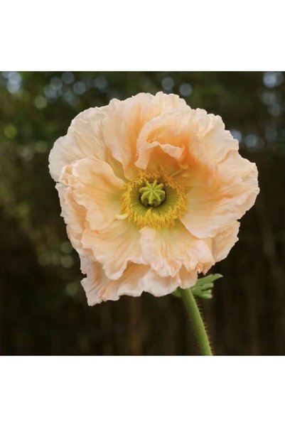 Bloom & Sow Seed بذور الخشخاش البرقوقية الأيسلندية، 100 بذرة، بذور الخشخاش ال...