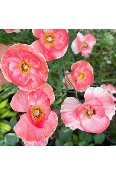 Bloom & Sow Seed بذور الخشخاش الأيسلندي باللون الوردي المرجاني، 100 بذرة، بذو...