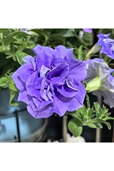 Bloom & Sow Seed بذور بيتونيا زرقاء داكنة مزدوجة، 100 بذرة، بيتونيا زرقاء داك...