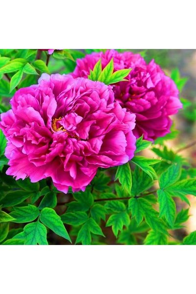 Bloom & Sow Seed بذور الفاوانيا الفوشيا، 100 بذرة، فاوانيا مزدوجة بلون أرجوان...