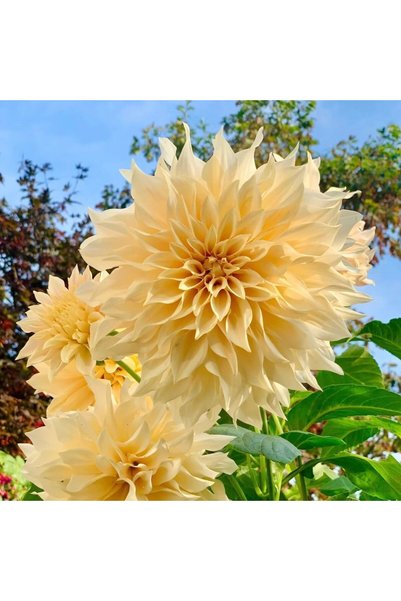 Bloom & Sow Seed بذور داليا صفراء كريمية اللون، 100 بذرة، داليا عملاقة مزدوجة...