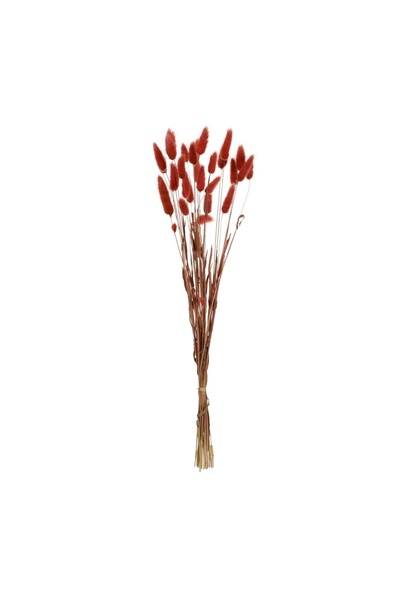 OEM Ramuri Decorative de Coada Iepurelui Bunny Tails Maro 60 cm – Decor Reali...
