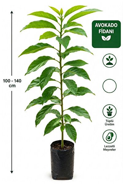 EVİM BAHÇEM Avokado Fidanı Tüplü 2-3 yaş 100-140 cm Aşıya Gelmiş Harap Fidanı