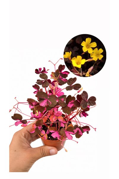 nazlı çiçekçilik Oxalis Vulcanicola ‘Plum Crazy’ Pembe Alacalı Ateş Yoncası F...