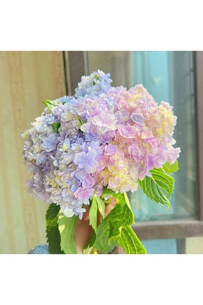 Bloom & Sow Seed 100 قطعة من بذور زهرة الهيدرانجيا المزدوجة بلون أرجواني فاتح...