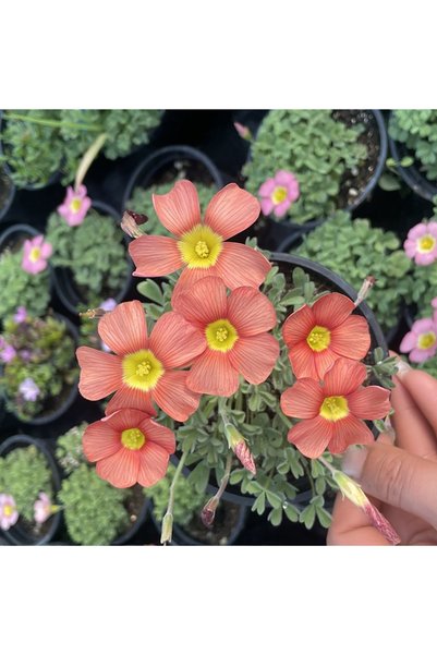 Bloom & Sow Seed بذور أوكساليس بلون المرجان البرتقالي، بذور زهور متعددة الأزه...
