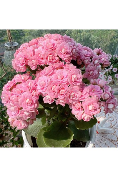 Bloom & Sow Seed بذور نبات الكالانشوي الوردي الفاتح المزدوج، بذور زهور عصارية...