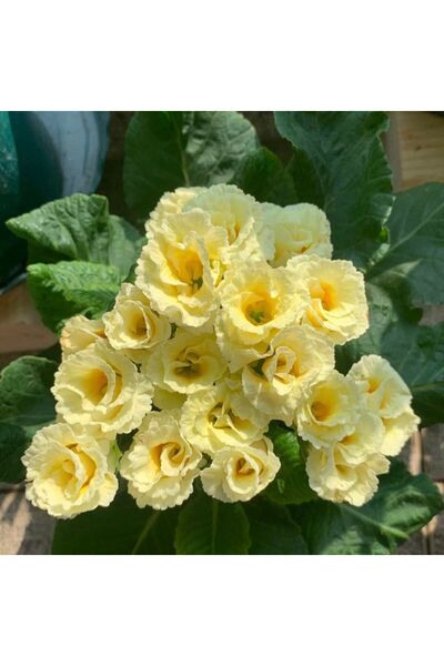 Bloom & Sow Seed بذور زهرة البريمروز المزدوجة بلون أصفر فاتح، بذور زهور داخلي...