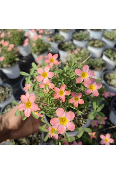 Bloom & Sow Seed بذور أوكساليس بلون الخوخ الوردي، بذور زهور الشامروك متعددة ا...