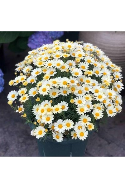Bloom & Sow Seed White Marguerite Daisy Seeds, Perennial Bushy Flower Seeds f...