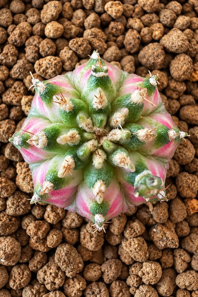 ATLANTE CACTUS Gymnocalycium M. Variegata “T-REX” Özel renk, tohumdan